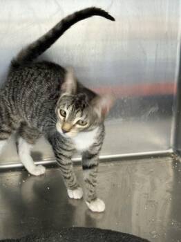 JESSICA -  American Shorthair and Tabby Cat for Adoption in Massapequa, New York - JESSICA | PetCurious