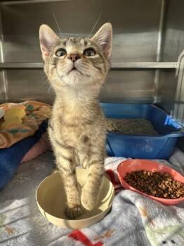 Pirate -  Domestic Short Hair Cat for Adoption in Manitowoc, Wisconsin - Pirate | PetCurious