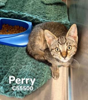Perry -  Domestic Short Hair Cat for Adoption in Clarksville, Tennessee - Perry | PetCurious