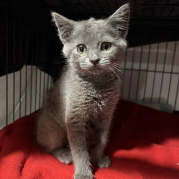 Storm -  Domestic Short Hair and Russian Blue Cat for Adoption in Waldorf, Maryland - Storm | PetCurious