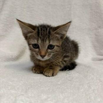 Cumin -  Domestic Short Hair Cat for Adoption in Hawthorne, California - Cumin | PetCurious