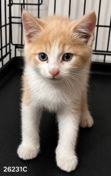 Archie -  Domestic Short Hair Cat for Adoption in Dalton, Georgia - Archie | PetCurious