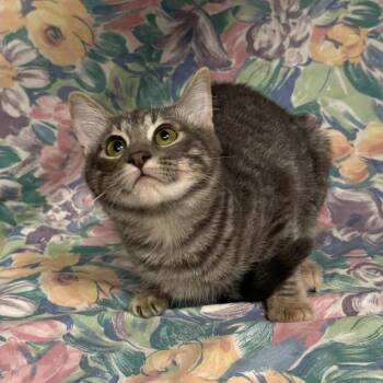 Gilly -  Domestic Short Hair Cat for Adoption in Midland, Texas - Gilly | PetCurious