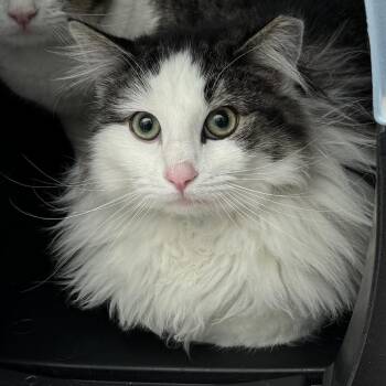 Domestic Long Hair Cats Available for Adoption - Marshmallow | PetCurious
