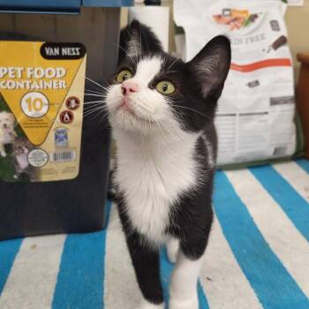 Harley Quinn -  Domestic Short Hair Cat for Adoption in Springfield, Ohio - Harley Quinn | PetCurious