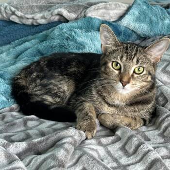 Domestic Short Hair Cats Available for Adoption in Medina, Ohio - Blazer | PetCurious