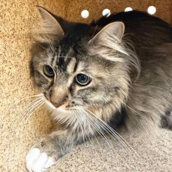 Domestic Medium Hair Cats Available for Adoption in Reno, Nevada - Dunkan | PetCurious