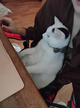 Domestic Short Hair Cats Available for Adoption in Buford, Georgia - Liamm | PetCurious