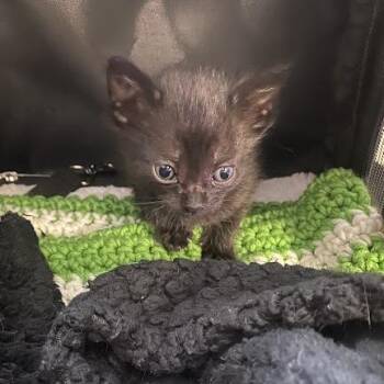 Iroh -  Domestic Short Hair Cat for Adoption in South Elgin, Illinois - Iroh | PetCurious