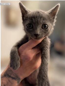 Cholula -  Russian Blue and Domestic Short Hair Cat for Adoption in San Diego, California - Cholula | PetCurious