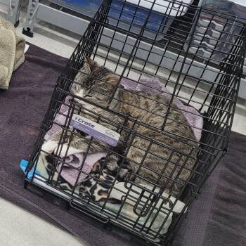 20260525-B1 We-sa -  Domestic Short Hair Cat for Adoption in Chehalis, Washington - 20260525-B1 We-sa | PetCurious