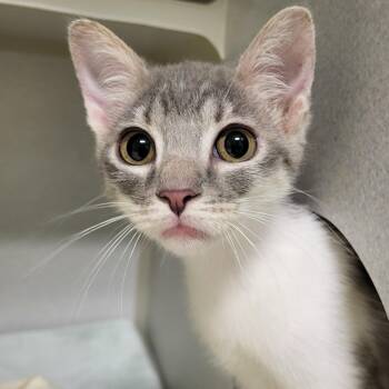 Iguana -  Domestic Short Hair Cat for Adoption in Grayslake, Illinois - Iguana | PetCurious