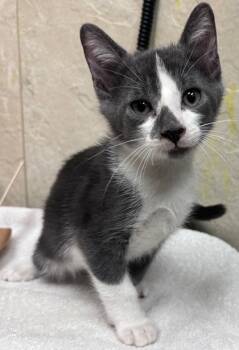 Rescue Domestic Short Hair Cats for Adoption in Honolulu, Hawaii - 59675468 | PetCurious