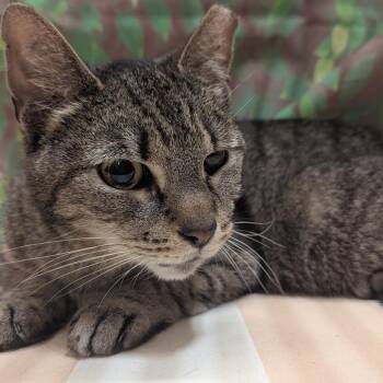 Clover -  Domestic Short Hair Cat for Adoption in Medford Lakes, New Jersey - Clover | PetCurious