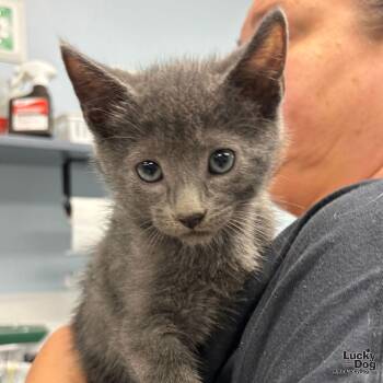 Domestic Short Hair Cats Available for Adoption in Washington, District Of Columbia - Dump Truck | PetCurious