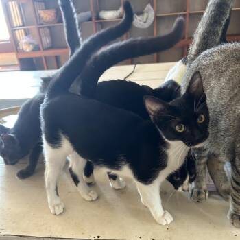 Maisie -  Domestic Short Hair Cat for Adoption in Springdale, Arkansas - Maisie | PetCurious