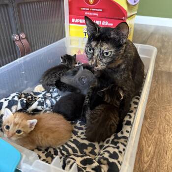 Rescue Tortoiseshell Cats for Adoption in Brighton, Illinois - Autumn | PetCurious