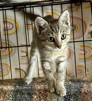 Daisy -  Domestic Short Hair Cat for Adoption in Johnson City, Tennessee - Daisy | PetCurious