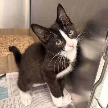 Wanda (Black Collar) -  Domestic Short Hair Cat for Adoption in Marshall, Virginia - Wanda (Black Collar) | PetCurious