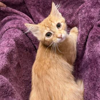 Buzz -  Domestic Medium Hair Cat for Adoption in Saint Charles, Missouri - Buzz | PetCurious