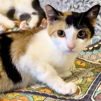 Fiesta -  Domestic Short Hair Cat for Adoption in Syracuse, New York - Fiesta | PetCurious