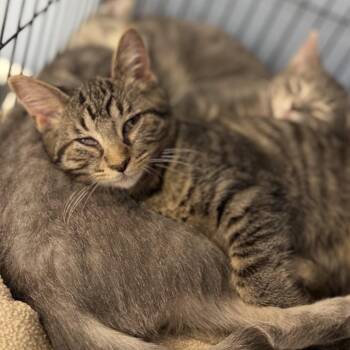 Woods -  Domestic Short Hair Cat for Adoption in Portage, Michigan - Woods | PetCurious
