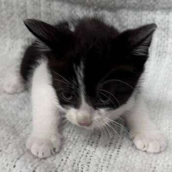 Domestic Short Hair Cats Available for Adoption in Austin, Texas - Jojo | PetCurious