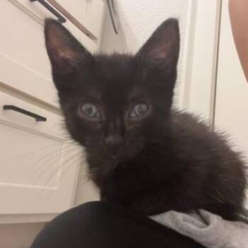 Pepsi -  Domestic Short Hair Cat for Adoption in Bentonville, Arkansas - Pepsi | PetCurious