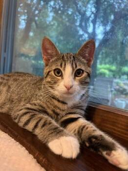 Teddy -  Domestic Short Hair Cat for Adoption in Lancaster, Pennsylvania - Teddy | PetCurious