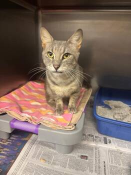 Triton -  Domestic Short Hair Cat for Adoption in Sorrento, Louisiana - Triton | PetCurious