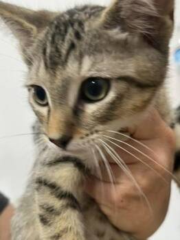 Brownie -  Domestic Short Hair Cat for Adoption in Dayton, Minnesota - Brownie | PetCurious