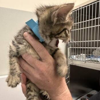 Seashell -  Domestic Short Hair Cat for Adoption - Seashell | PetCurious