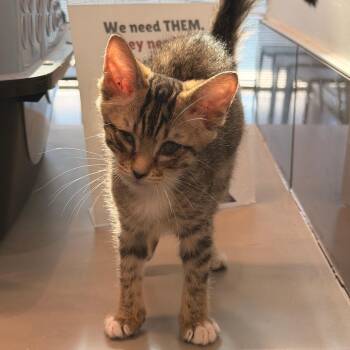 Tetra -  Domestic Short Hair Cat for Adoption in Chattanooga, Tennessee - Tetra | PetCurious