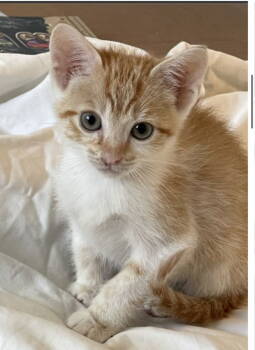 Rescue Domestic Short Hair Cats for Adoption in Frisco, Texas - Adonis | PetCurious