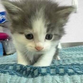 Simon -  Domestic Short Hair Cat for Adoption in Grinnell, Iowa - Simon | PetCurious