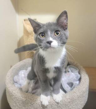 Oliver -  Domestic Short Hair Cat for Adoption in Lodi, California - Oliver | PetCurious