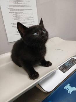 Domestic Short Hair Cats Available for Adoption in Sevierville, Tennessee - Seven | PetCurious