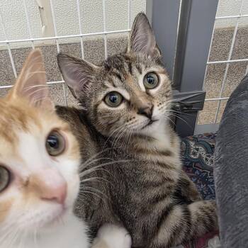 Chickadee -  Domestic Short Hair Cat for Adoption in Oshkosh, Wisconsin - Chickadee | PetCurious