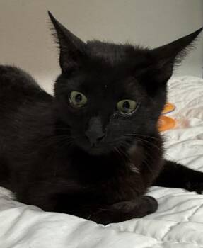 Guinevere -  Domestic Short Hair Cat for Adoption in Jackson, Georgia - Guinevere | PetCurious