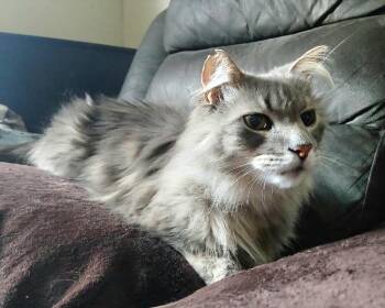 Moonbeam (26-142 C) -  Domestic Long Hair Cat for Adoption in Lansing, Michigan - Moonbeam (26-142 C) | PetCurious