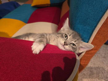 Rescue Domestic Short Hair Cats for Adoption in Cary, North Carolina - Clawdius A | PetCurious