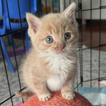 Rescue American Shorthair Cats for Adoption in Atglen, Pennsylvania - Arlo | PetCurious