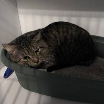Rufus -  Domestic Short Hair Cat for Adoption in St. Louis, Missouri - Rufus | PetCurious
