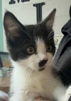 Bubba -  Domestic Short Hair Cat for Adoption in Mt. Juliet, Tennessee - Bubba | PetCurious
