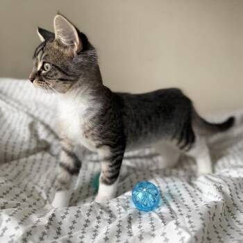 Caesar - gorgeous tabby and white -  Domestic Short Hair Cat for Adoption in Carmel, Indiana - Caesar - Gorgeous Tabby And White | PetCurious