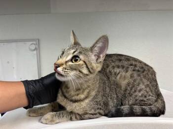 TABITHA -  Domestic Short Hair Cat for Adoption in Antioch, California - TABITHA | PetCurious