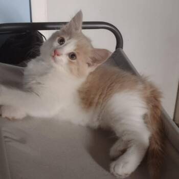 Oléo -  Domestic Short Hair Cat for Adoption in Terrebonne, Quebec - Oléo | PetCurious