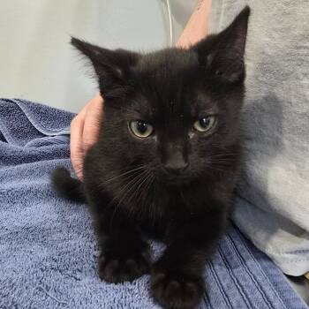Viper -  Domestic Short Hair Cat for Adoption in Fairmont, West Virginia - Viper | PetCurious
