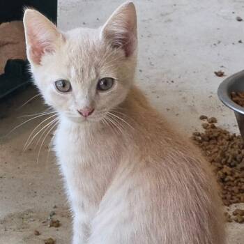 Opportunity -  Domestic Short Hair Cat for Adoption in Brownsboro, Alabama - Opportunity | PetCurious