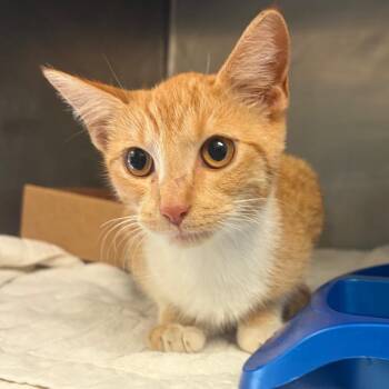 Clemmie -  Domestic Short Hair Cat for Adoption in Nashville, Tennessee - Clemmie | PetCurious